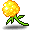 金盏花