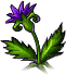 紫色小花